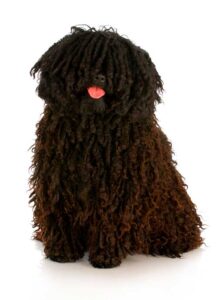 cachorro pelagem crespa e cacheada