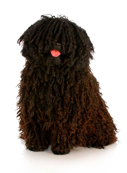 cachorro pelagem crespa e cacheada