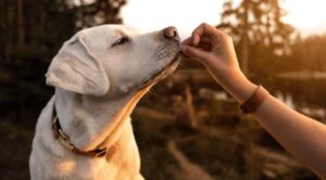 MERCADO PET FOOD: CADA VEZ MAIS CRITERIOSO E SUSTENTÁVEL