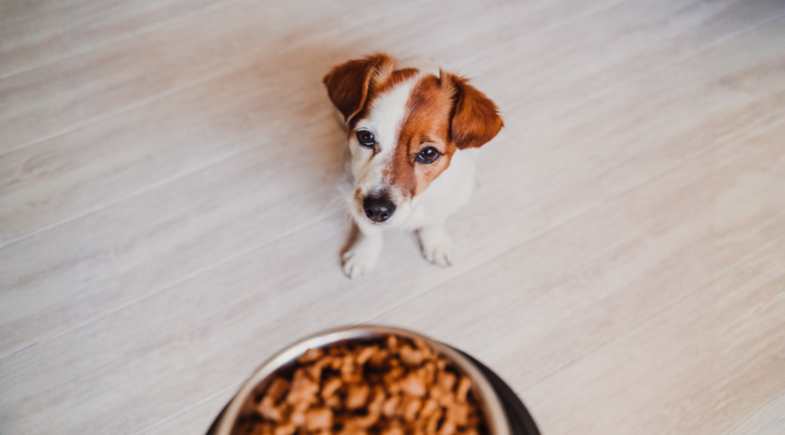 Brasil é um dos maiores importadores de Pet Food dos Estados Unidos