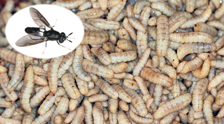 Uso de insetos no Pet Food: um ingrediente com muitos benefícios