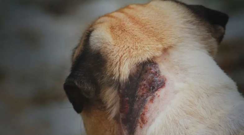 Brasil concentra 95,5% dos casos de leishmaniose visceral nas Américas e alerta para a proteção dos cães