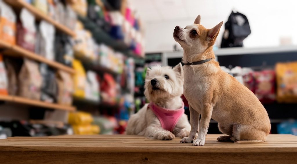 10 estratégias de gestão de relacionamento para quem oferece o serviço de creche no pet shop ou clínica