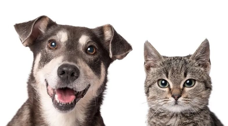 Pátio Paulista realiza quarta edição de Pet Day de 2026 com adoção responsável de cães e gatos em São Paulo