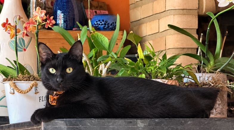 Gatos pretos esperam mais por adoção e ainda enfrentam preconceito, aponta pesquisa